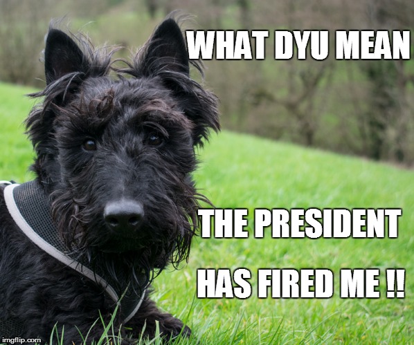 WHAT DYU MEAN; THE PRESIDENT; HAS FIRED ME !! | image tagged in finn says | made w/ Imgflip meme maker