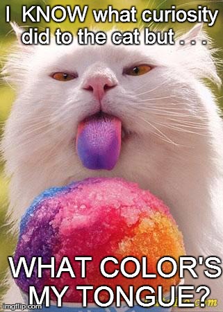 image tagged in funny,cats | made w/ Imgflip meme maker