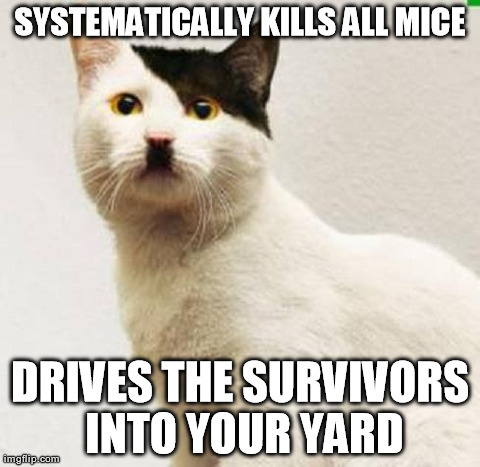 image tagged in hitler cat,cats,funny | made w/ Imgflip meme maker