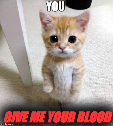 Cute Cat Meme | YOU; GIVE ME YOUR BLOOD | image tagged in memes,cute cat | made w/ Imgflip meme maker