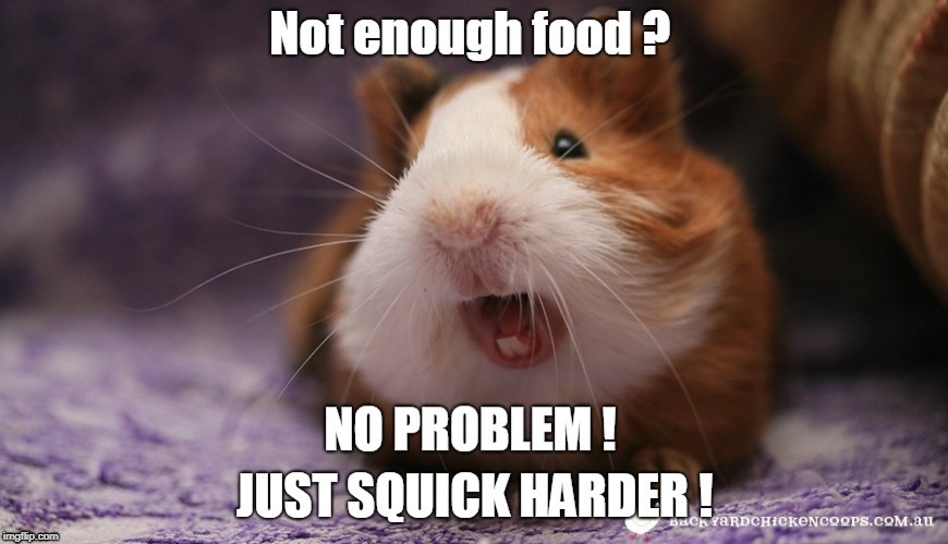 image tagged in guinea pig | made w/ Imgflip meme maker
