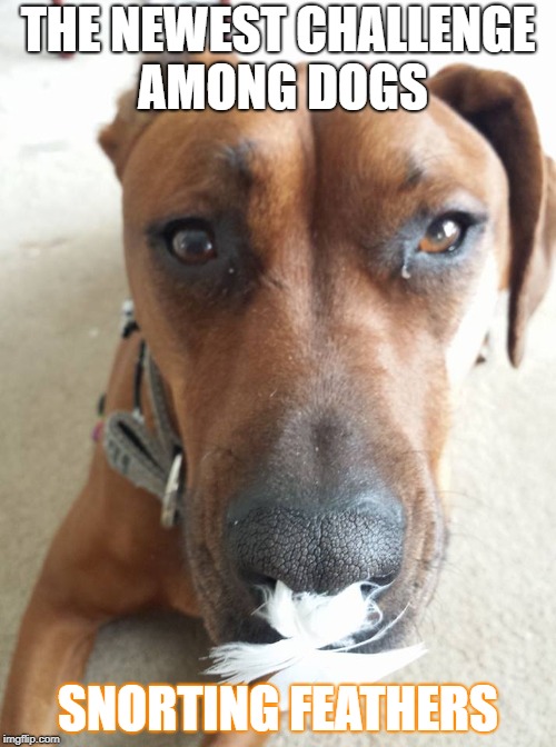 Dog Challenge | THE NEWEST CHALLENGE AMONG DOGS; SNORTING FEATHERS | image tagged in feathers,bad pun dogs | made w/ Imgflip meme maker