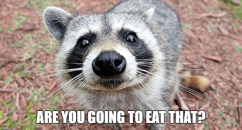 Hungry Raccoon
 | ARE YOU GOING TO EAT THAT? | image tagged in curious raccoon,hungry raccoon,are you going to eat that | made w/ Imgflip meme maker