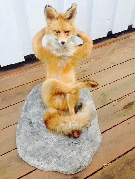 Relaxing fox Blank Meme Template