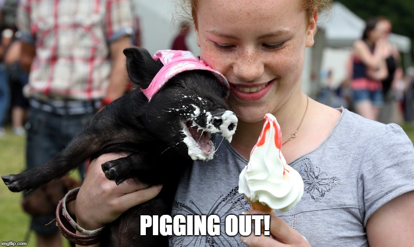 pigging out on ice cream | PIGGING OUT! | image tagged in pigging out on ice cream | made w/ Imgflip meme maker