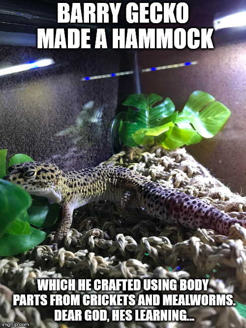 Barry Gecko Hammock | BARRY GECKO MADE A HAMMOCK; WHICH HE CRAFTED USING BODY PARTS FROM CRICKETS AND MEALWORMS. DEAR GOD, HES LEARNING... | image tagged in barry gecko leopard gecko lizard hammock gecko hammock bg | made w/ Imgflip meme maker