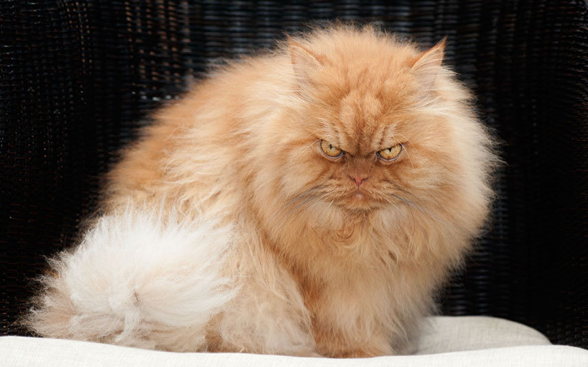 bigger and better Grumpy Cat Blank Meme Template