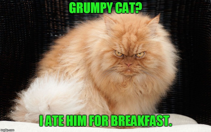 Grumpy Cat is no match for this guy! In fact, he ate him for breakfast! | GRUMPY CAT? I ATE HIM FOR BREAKFAST. | image tagged in bigger and better grumpy cat,memes,angry cat | made w/ Imgflip meme maker