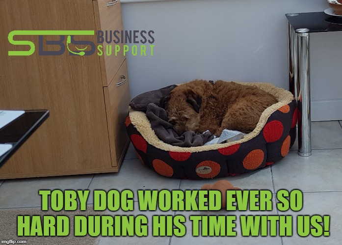 TOBY DOG WORKED EVER SO HARD DURING HIS TIME WITH US! | image tagged in sbs business support company mascott tobydog | made w/ Imgflip meme maker
