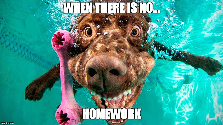 dog under water | WHEN THERE IS NO... HOMEWORK | image tagged in homework,dogs,swimming pool | made w/ Imgflip meme maker