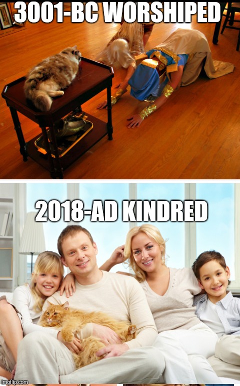 Kittys | 3001-BC WORSHIPED; 2018-AD KINDRED | image tagged in cat | made w/ Imgflip meme maker