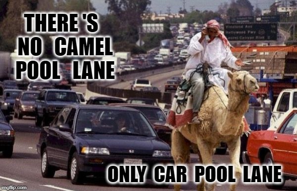 Camel Pool Lane | THERE 'S  NO   CAMEL  POOL   LANE; ONLY  CAR  POOL  LANE | image tagged in hump day camel | made w/ Imgflip meme maker