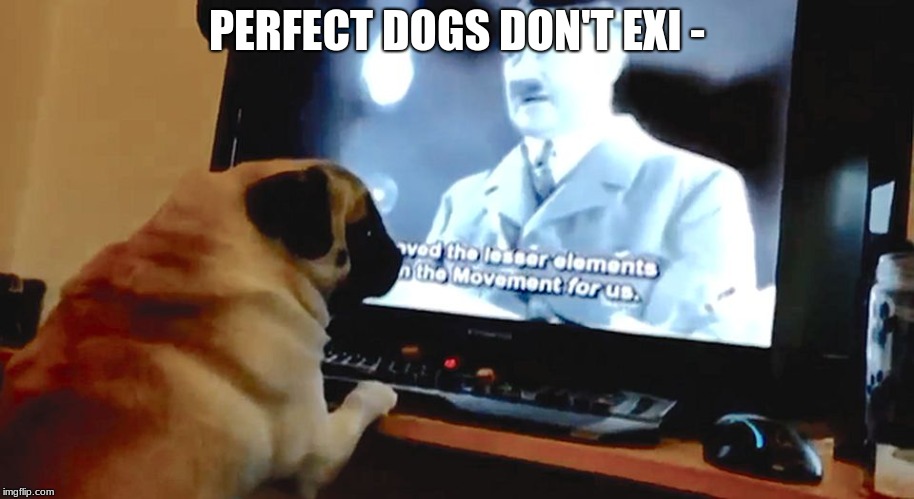 Nazi Pug | PERFECT DOGS DON'T EXI - | image tagged in memes,funny,dogs,pugs,hitler,politically incorrect | made w/ Imgflip meme maker