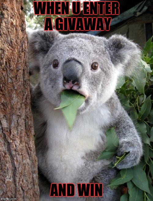 Suprised Koala | WHEN U ENTER A GIVAWAY; AND WIN | image tagged in suprised koala | made w/ Imgflip meme maker