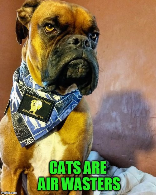 Grumpy Dog | CATS ARE AIR WASTERS | image tagged in grumpy dog | made w/ Imgflip meme maker