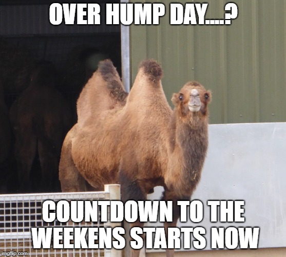 OVER HUMP DAY....? COUNTDOWN TO THE WEEKENS STARTS NOW | image tagged in funny | made w/ Imgflip meme maker