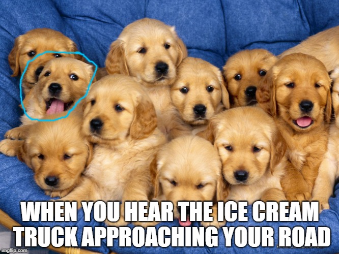 Happy Golden Retriever Puppy | WHEN YOU HEAR THE ICE CREAM TRUCK APPROACHING YOUR ROAD | image tagged in memes,dogs,doctordoomsday180,ice cream,ice cream truck,golden retriever | made w/ Imgflip meme maker