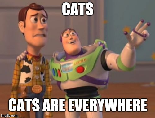X, X Everywhere Meme | CATS CATS ARE EVERYWHERE | image tagged in memes,x x everywhere | made w/ Imgflip meme maker