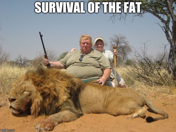 fat man lion | SURVIVAL OF THE FAT | image tagged in fat man lion | made w/ Imgflip meme maker