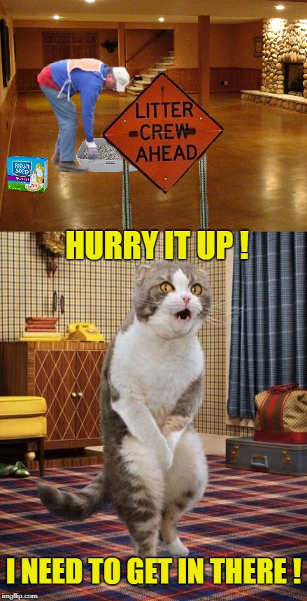 Litter Crew | HURRY IT UP ! I NEED TO GET IN THERE ! | image tagged in funny memes,cats,gotta go cat,litter box | made w/ Imgflip meme maker