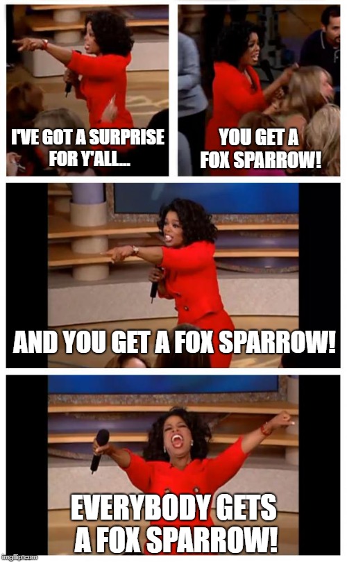 Oprah You Get A Car Everybody Gets A Car | YOU GET A FOX SPARROW! I'VE GOT A SURPRISE FOR Y'ALL... AND YOU GET A FOX SPARROW! EVERYBODY GETS A FOX SPARROW! | image tagged in memes,oprah you get a car everybody gets a car | made w/ Imgflip meme maker