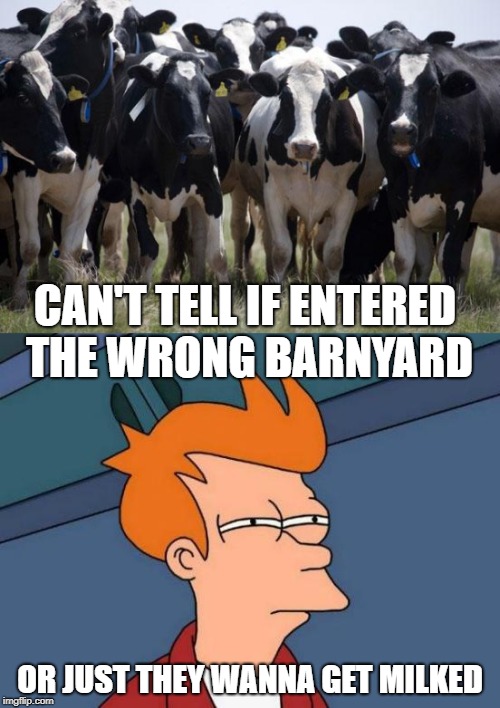 it's questionable when it comes to cows, unless they got mad cow disease. | CAN'T TELL IF ENTERED THE WRONG BARNYARD; OR JUST THEY WANNA GET MILKED | image tagged in extra cows,futurama fry | made w/ Imgflip meme maker