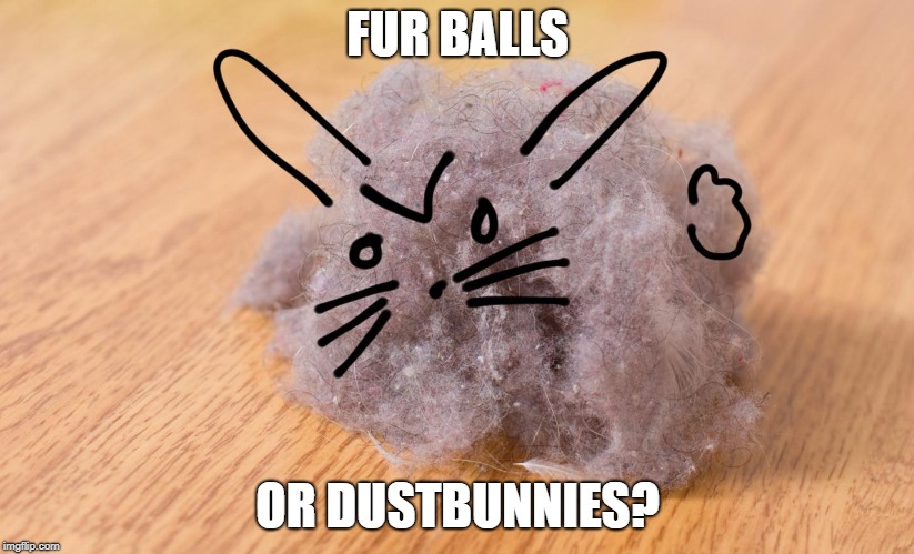 FUR BALLS OR DUSTBUNNIES? | made w/ Imgflip meme maker