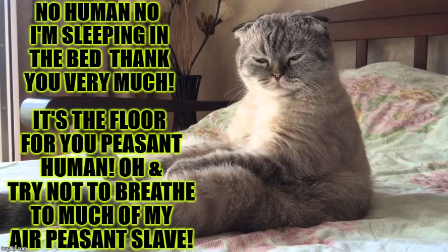 NO HUMAN NO I'M SLEEPING IN THE BED  THANK YOU VERY MUCH! IT'S THE FLOOR FOR YOU PEASANT HUMAN! OH & TRY NOT TO BREATHE TO MUCH OF MY AIR PEASANT SLAVE! | image tagged in bed thief | made w/ Imgflip meme maker