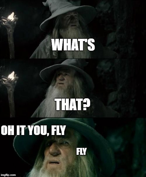 Confused Gandalf | WHAT'S; THAT? OH IT YOU, FLY; FLY | image tagged in memes,confused gandalf | made w/ Imgflip meme maker