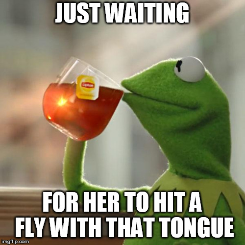 But That's None Of My Business Meme | JUST WAITING FOR HER TO HIT A FLY WITH THAT TONGUE | image tagged in memes,but thats none of my business,kermit the frog | made w/ Imgflip meme maker