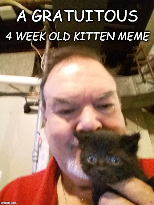 A Gratuitous Kitten Meme!  | A GRATUITOUS; 4 WEEK OLD KITTEN MEME | image tagged in cats,kitten,cute kittens,meme,memes,animals | made w/ Imgflip meme maker
