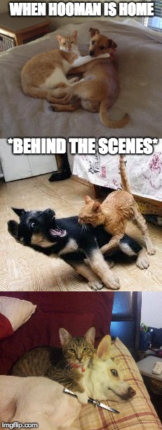 Are they friends? Or are they not...  | WHEN HOOMAN IS HOME; *BEHIND THE SCENES* | image tagged in catbully,madebyanya,luvinginfrontofhooman | made w/ Imgflip meme maker