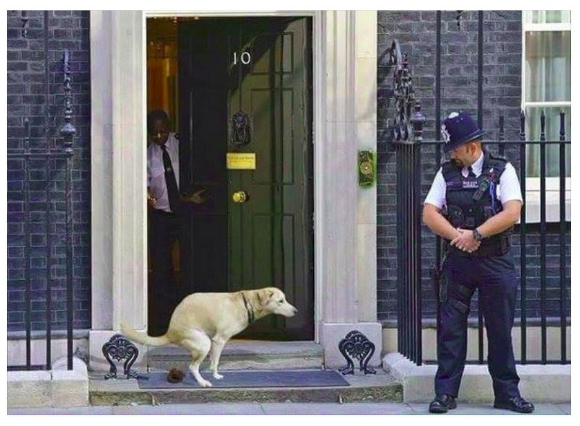 Dog Shits on 10 Downing St. doorstep  Blank Meme Template