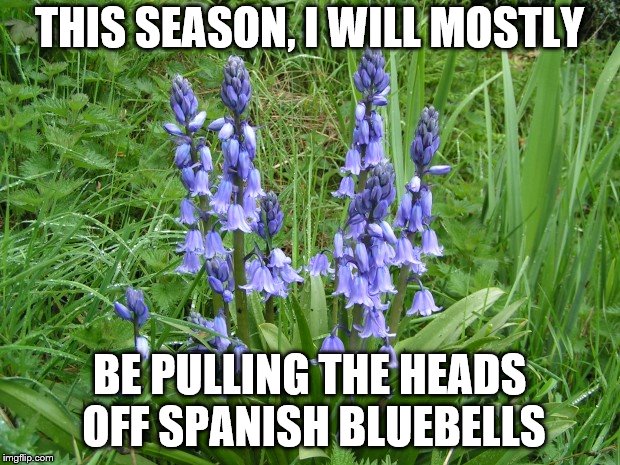 Spanish Bluebells | THIS SEASON, I WILL MOSTLY; BE PULLING THE HEADS OFF SPANISH BLUEBELLS | image tagged in spanish | made w/ Imgflip meme maker