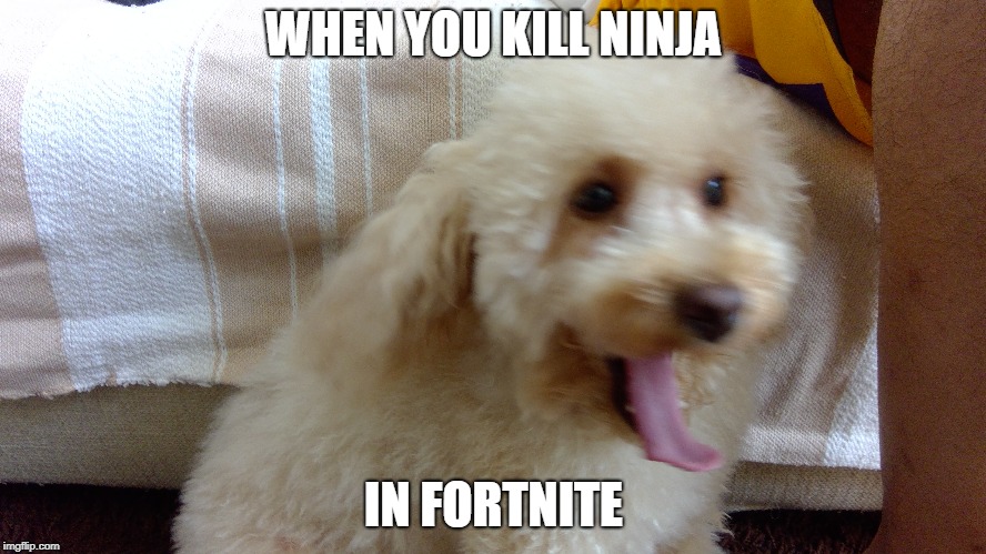 dog | WHEN YOU KILL NINJA; IN FORTNITE | image tagged in dog,memes,meme | made w/ Imgflip meme maker