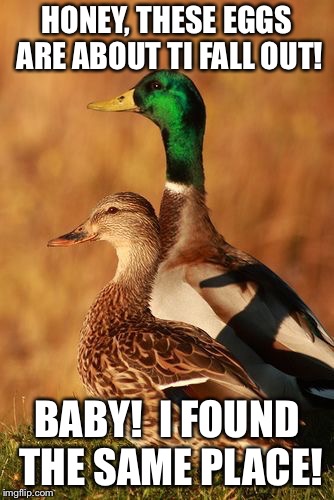 Male and female ducks | HONEY, THESE EGGS ARE ABOUT TI FALL OUT! BABY!  I FOUND THE SAME PLACE! | image tagged in male and female ducks | made w/ Imgflip meme maker