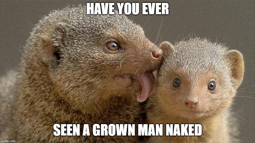 "HAVE YOU EVER SEEN A GROWN MAN NAKED" | HAVE YOU EVER; SEEN A GROWN MAN NAKED | image tagged in meerkat | made w/ Imgflip meme maker