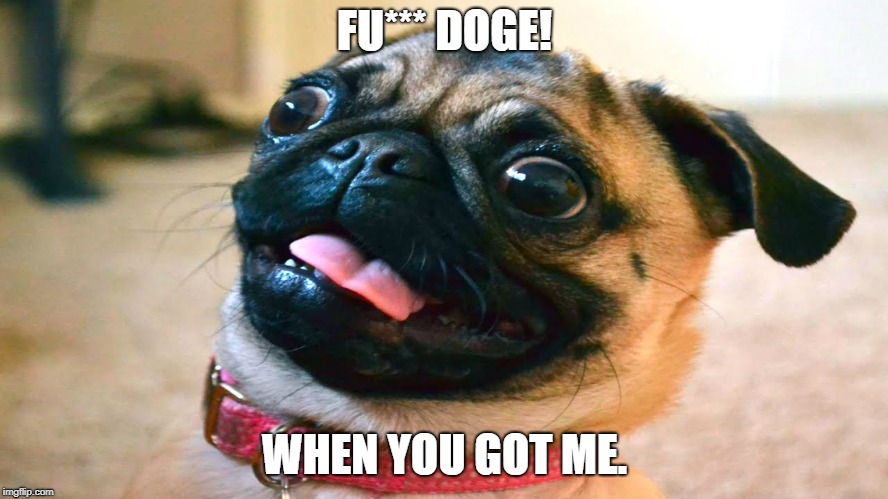FU*** DOGE! WHEN YOU GOT ME. | image tagged in pug memes | made w/ Imgflip meme maker