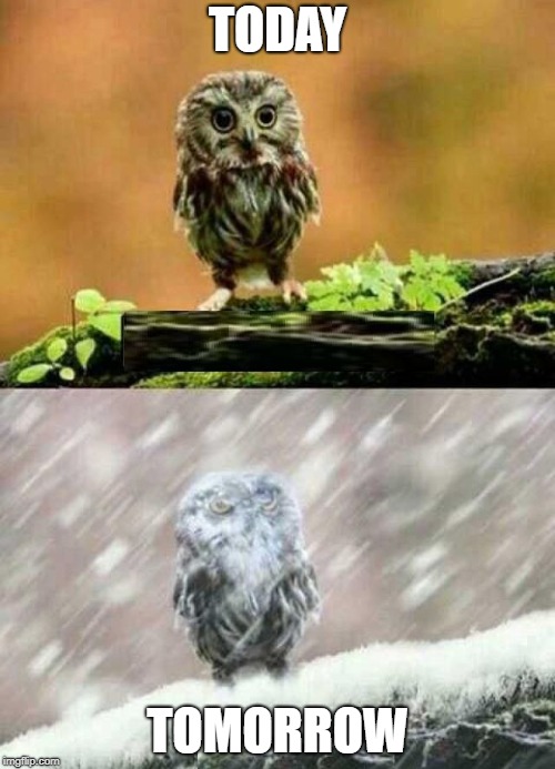 spring winter owl | TODAY; TOMORROW | image tagged in spring winter owl | made w/ Imgflip meme maker