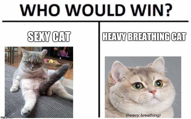 I ship it | SEXY CAT; HEAVY BREATHING CAT | image tagged in memes,who would win | made w/ Imgflip meme maker