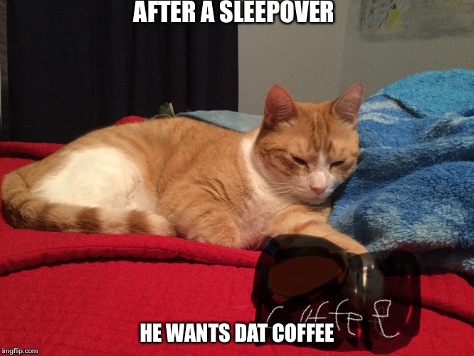 Dat Tired Cat | AFTER A SLEEPOVER; HE WANTS DAT COFFEE | image tagged in tired cat | made w/ Imgflip meme maker