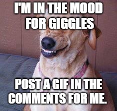 Make me giggle | I'M IN THE MOOD FOR GIGGLES; POST A GIF IN THE COMMENTS FOR ME. | image tagged in funny dog,giggle | made w/ Imgflip meme maker