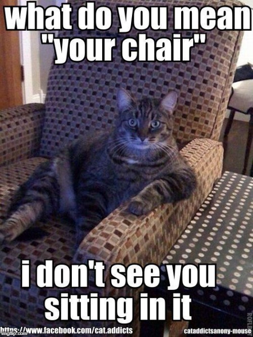 image tagged in cat chair | made w/ Imgflip meme maker