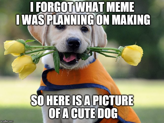 Cute dog | I FORGOT WHAT MEME I WAS PLANNING ON MAKING; SO HERE IS A PICTURE OF A CUTE DOG | image tagged in cute dog | made w/ Imgflip meme maker