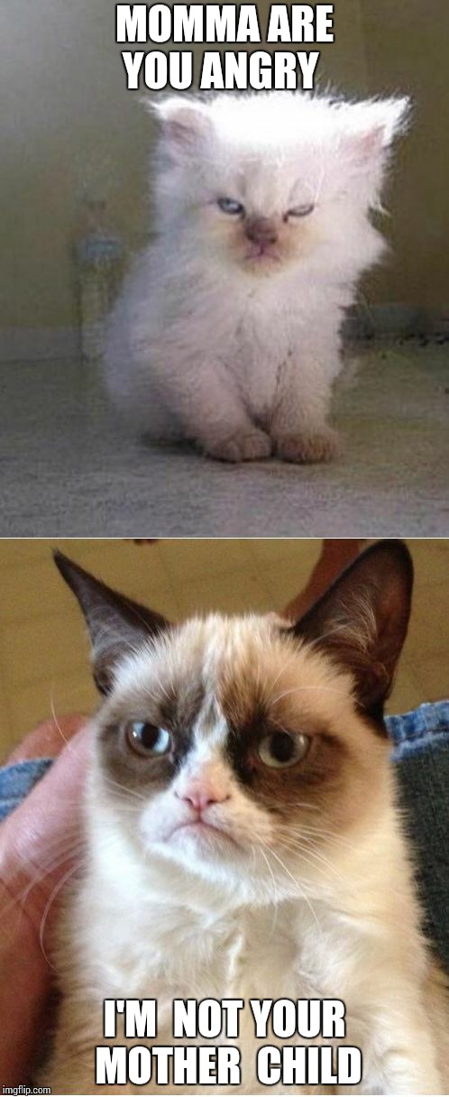Grumpy Cats | MOMMA ARE YOU ANGRY; I'M  NOT YOUR MOTHER  CHILD | image tagged in grumpy cats | made w/ Imgflip meme maker