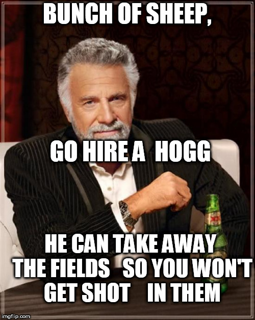 The Most Interesting Man In The World Meme | BUNCH OF SHEEP, GO HIRE A  HOGG HE CAN TAKE AWAY THE FIELDS

 SO YOU WON'T GET SHOT


 IN THEM | image tagged in memes,the most interesting man in the world | made w/ Imgflip meme maker