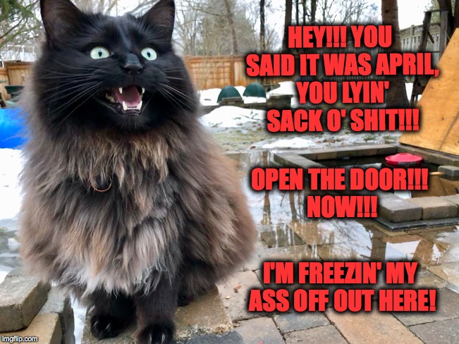 Meanwhile in Canada.... | HEY!!! YOU SAID IT WAS APRIL, YOU LYIN' SACK O' SHIT!!! OPEN THE DOOR!!! NOW!!! I'M FREEZIN' MY ASS OFF OUT HERE! | image tagged in pissed off kitteh | made w/ Imgflip meme maker