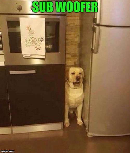 sub woofer | SUB WOOFER | image tagged in funny dogs | made w/ Imgflip meme maker
