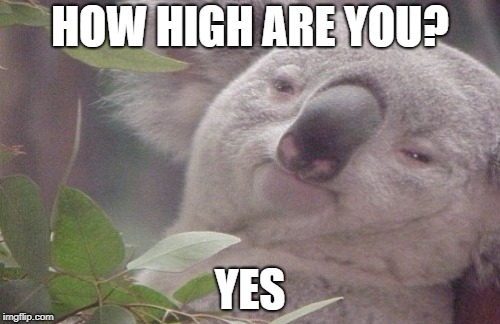 High koala4/20 week | HOW HIGH ARE YOU? YES | image tagged in 4/20 week,memes,4/20 day,funny,high koala | made w/ Imgflip meme maker