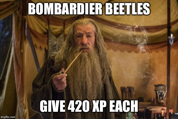 Smoke weed everyday | BOMBARDIER BEETLES; GIVE 420 XP EACH | image tagged in smoke weed everyday | made w/ Imgflip meme maker